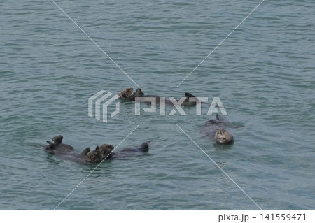 海面から顔を出す野生ラッコ・霧多布岬の海 141559471