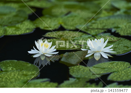 公園の池に咲く白いスイレンの花 公園の池に咲く白いスイレンの花 141559477