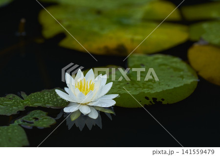 公園の池に咲く白いスイレンの花 公園の池に咲く白いスイレンの花 141559479