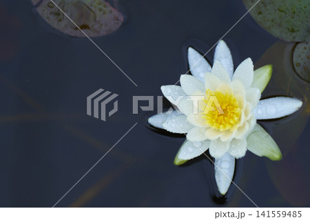 公園の池に咲く白いスイレンの花 公園の池に咲く白いスイレンの花 141559485