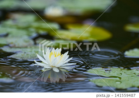 公園の池に咲く白いスイレンの花 公園の池に咲く白いスイレンの花 141559487