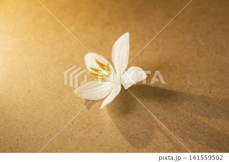 It is a wooden board background and Styrax japonica flowers. It is a wooden board background and Styrax japonica flowers. 141559502