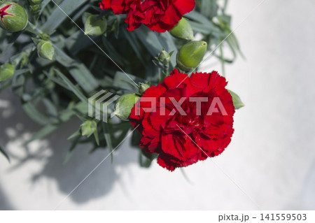 carnation flower . red clove flower . carnation flower . red clove flower . 141559503