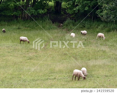 Sheep grazing on grassy meadow by woodland edge 141559520