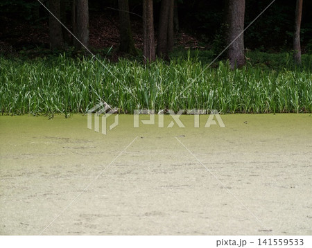 Tranquil pond edge with algae and reed border Tranquil pond edge with algae and reed border 141559533