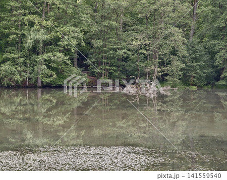 Calm forest lake with shoreline trees and reflected canopy Calm forest lake with shoreline trees and reflected canopy 141559540