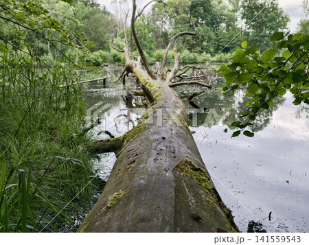 Mossy fallen tree stretching over calm forest pond Mossy fallen tree stretching over calm forest pond 141559543