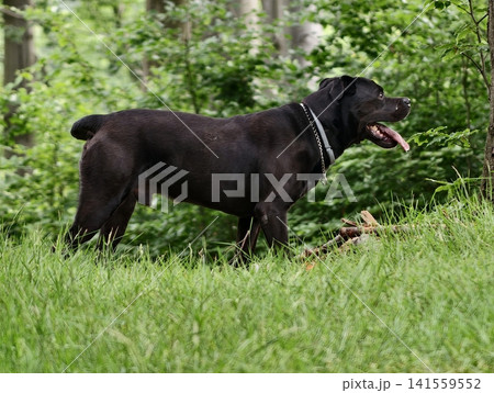 Black dog standing on grassy forest edge with tongue out Black dog standing on grassy forest edge with tongue out 141559552