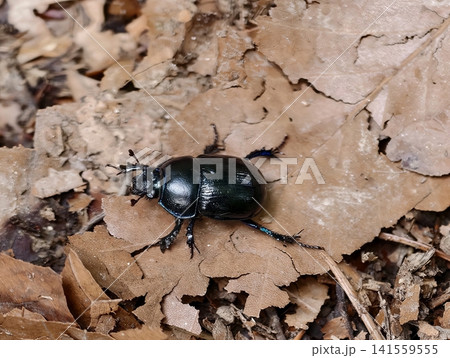 Shiny black beetle crawling on dry oak leaves 141559555