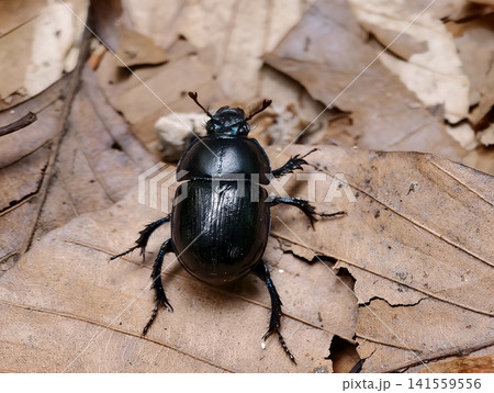 Shiny black dung beetle on dry leaf litter Shiny black dung beetle on dry leaf litter 141559556