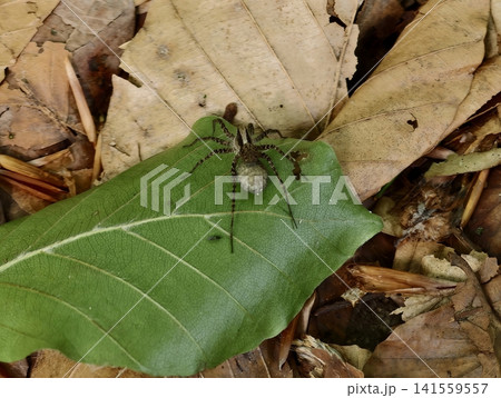 Camouflaged wolf spider resting on green leaf among forest litter 141559557