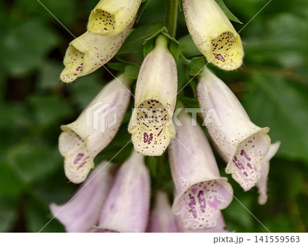 Cluster of pale foxglove bell flowers on green stem Cluster of pale foxglove bell flowers on green stem 141559563