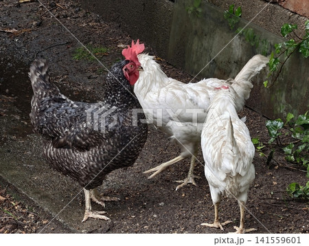 Rooster and hens interacting in muddy backyard coop Rooster and hens interacting in muddy backyard coop 141559601