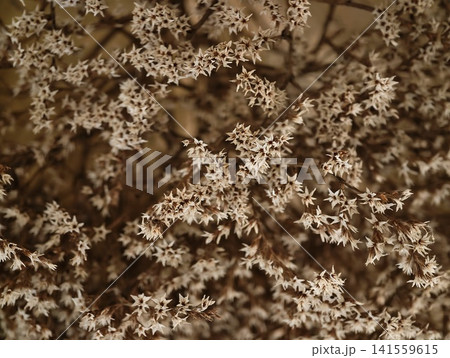 Dry star-shaped wildflower clusters on tangled branches 141559615