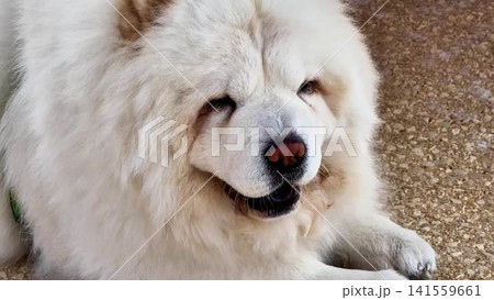 The cute and fluffy Chow Chow dog is thoroughly enjoying its time relaxing peacefully in the sun The cute and fluffy Chow Chow dog is thoroughly enjoying its time relaxing peacefully in the sun 141559661