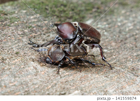 カブトムシの求愛行動 カブトムシの求愛行動 141559874
