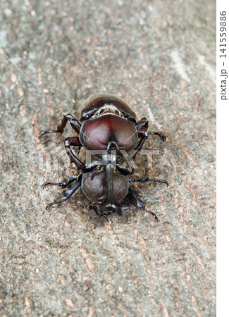 カブトムシの求愛行動 カブトムシの求愛行動 141559886