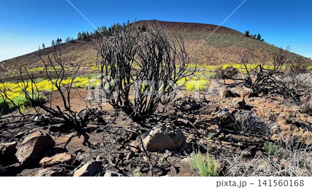 A barren landscape reveals resilient vegetation after a fire, symbolizing hope and renewal 141560168