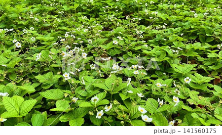 The Stunningly Vibrant Strawberry Blossom Field is Now in Full and Radiant Bloom The Stunningly Vibrant Strawberry Blossom Field is Now in Full and Radiant Bloom 141560175