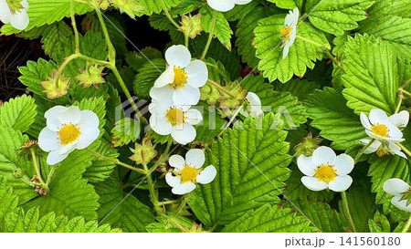 The Stunning and Beautiful Strawberry Flowers and Leaves Are Now in Full Bloom Season The Stunning and Beautiful Strawberry Flowers and Leaves Are Now in Full Bloom Season 141560180