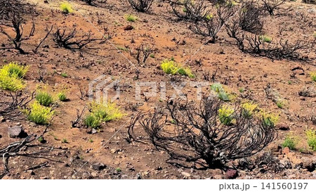 Regrowth Following Wildfire in an Arid Landscape After Natural Disaster and Its Recovery Process Regrowth Following Wildfire in an Arid Landscape After Natural Disaster and Its Recovery Process 141560197