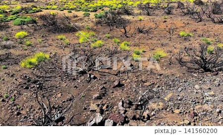 The Vibrant Recovery Process of the Ecosystem After a Wildfire in an Arid Landscape The Vibrant Recovery Process of the Ecosystem After a Wildfire in an Arid Landscape 141560200