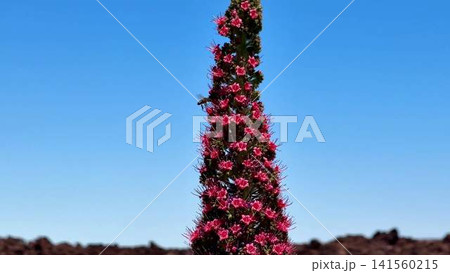 A Vibrant Pink Flowering Cactus Thrives in a Beautiful and Arid Desert Landscape Setting 141560215