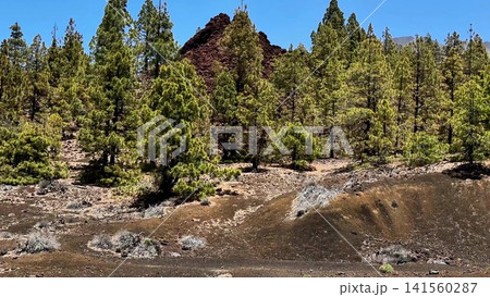 Lush and vibrant Pine Forest Surrounds Majestic Volcanic Hills Under a Clear Blue Sky Lush and vibrant Pine Forest Surrounds Majestic Volcanic Hills Under a Clear Blue Sky 141560287