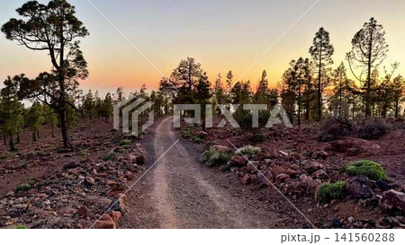 Scenic Trail Through a Serene Forest, Perfectly Captured at Sunset for All Nature Lovers Scenic Trail Through a Serene Forest, Perfectly Captured at Sunset for All Nature Lovers 141560288