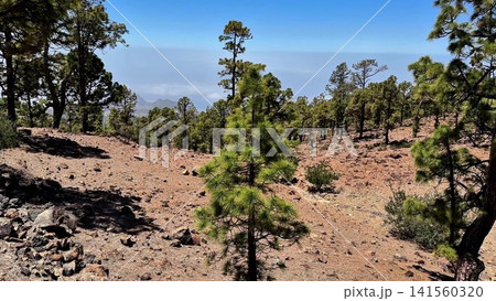 Beautiful Scenic Pine Forest on Rocky Terrain Beneath Clear Blue Skies Await You Beautiful Scenic Pine Forest on Rocky Terrain Beneath Clear Blue Skies Await You 141560320