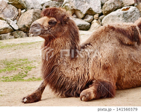 An alert Bactrian camel with textured fur and expressive eyes stands proudly in rocky surroundings 141560379
