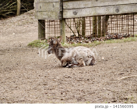 Wild hare resting. Natural habitat scene showing tranquil hare with alert posture amidst winter tones 141560395
