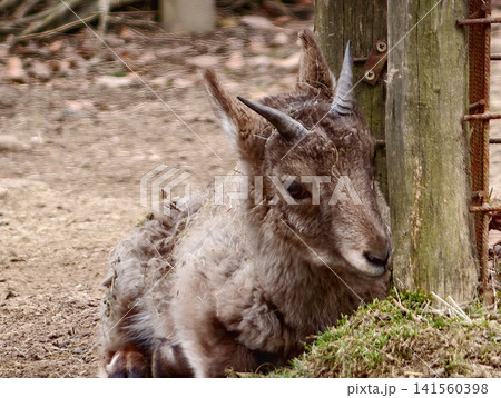 Young goat peacefully resting nearby. Furry young goat lying comfortably close to mosscovered post in barn Young goat peacefully resting nearby. Furry young goat lying comfortably close to mosscovered post in barn 141560398