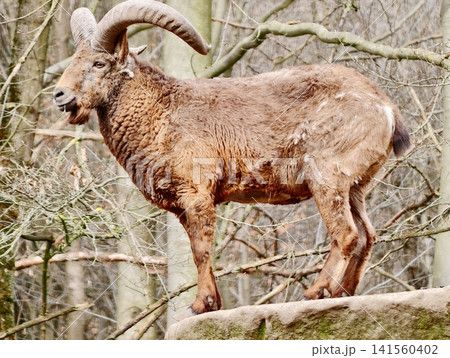 Sturdy mountain ram. Ram on rocky lookout. Stoic ram with curved horns watches alpine landscape Sturdy mountain ram. Ram on rocky lookout. Stoic ram with curved horns watches alpine landscape 141560402