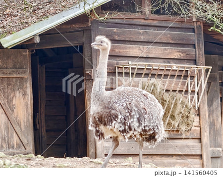 Bird near barn. Still rural setting featuring flightless bird near traditional barn and hay storage area Bird near barn. Still rural setting featuring flightless bird near traditional barn and hay storage area 141560405