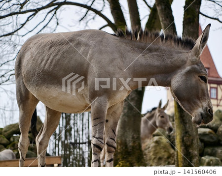 Donkey on wall. Rustic farmyard scene with donkeys. Donkey standing on stone wall in farm setting Donkey on wall. Rustic farmyard scene with donkeys. Donkey standing on stone wall in farm setting 141560406