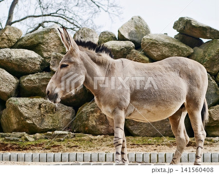 Hardy village donkey characterized by thick coat and calm demeanor in rural street setting Hardy village donkey characterized by thick coat and calm demeanor in rural street setting 141560408