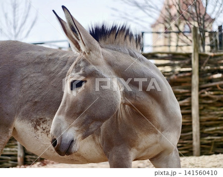 Peaceful donkey with relaxed stance and textured fur surrounded by agricultural surroundings Peaceful donkey with relaxed stance and textured fur surrounded by agricultural surroundings 141560410