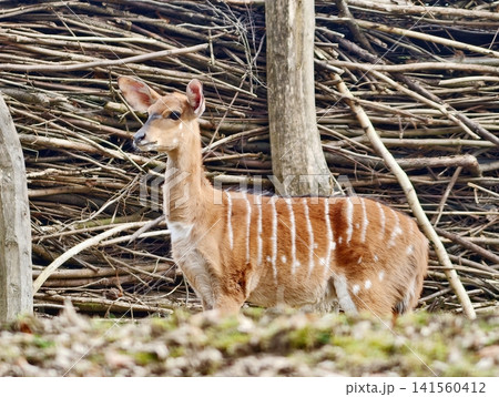 Lone antelope standing alert in dried forest environment with soft sunlight highlighting its fur 141560412
