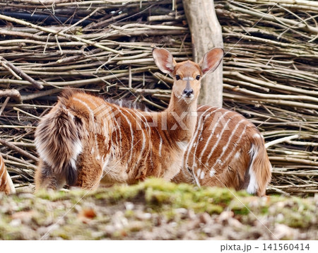 Young antelope with white stripes seated calmly beside rustic woven fence in woodland environment Young antelope with white stripes seated calmly beside rustic woven fence in woodland environment 141560414