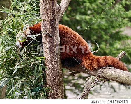 Serene red panda delicately eating bamboo. Closeup of red panda with mossy background and tranquil mood Serene red panda delicately eating bamboo. Closeup of red panda with mossy background and tranquil mood 141560416