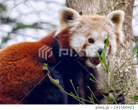 Vibrant panda munching. Red panda enjoys leaf feast. Energetic red panda nibbles green leaves cheerfully Vibrant panda munching. Red panda enjoys leaf feast. Energetic red panda nibbles green leaves cheerfully 141560421