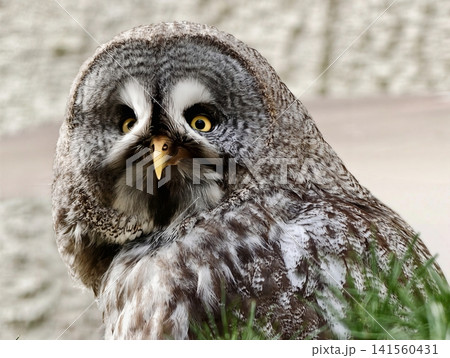 Intimate portrait capturing detailed owl face and inquisitive expression on habitat background Intimate portrait capturing detailed owl face and inquisitive expression on habitat background 141560431