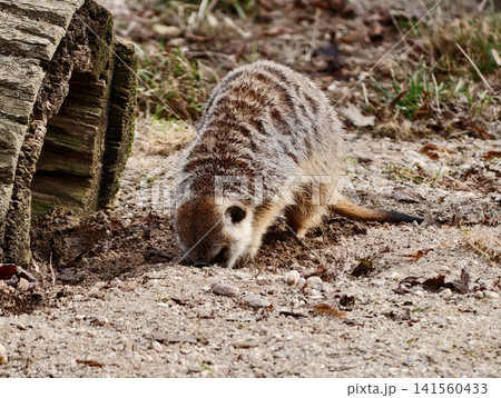 Meerkat explores terrain. Young meerkat with delicate whiskers studies ground surface attentively Meerkat explores terrain. Young meerkat with delicate whiskers studies ground surface attentively 141560433