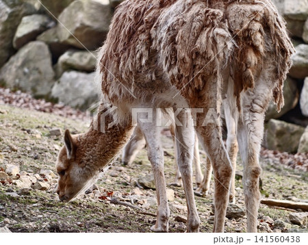 Mouflon calmly munching. Side profile of mouflon peacefully feeding by aged rocks and sparse flora Mouflon calmly munching. Side profile of mouflon peacefully feeding by aged rocks and sparse flora 141560438