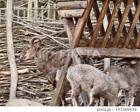 Adolescent mouflon lambs engage in exploration and gentle nibbling within rustic rural pen setting Adolescent mouflon lambs engage in exploration and gentle nibbling within rustic rural pen setting 141560439
