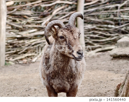 Detailed image capturing rugged appearance and piercing gaze of mountain sheep in its natural habitat Detailed image capturing rugged appearance and piercing gaze of mountain sheep in its natural habitat 141560440