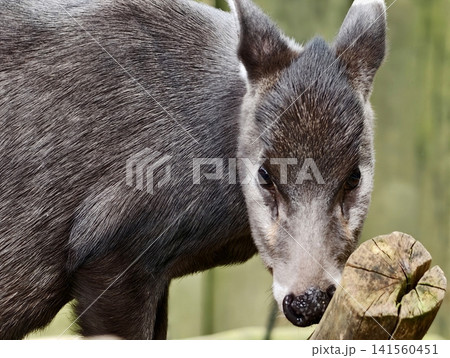 Pig examines wooden fence curiously. Juvenile wild pig investigating rustic enclosure surroundings 141560451