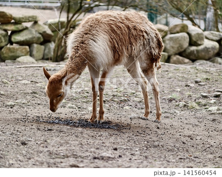 Young deer foraging. Calm young buck kneeling on gravel with gentle expression and textured landscape Young deer foraging. Calm young buck kneeling on gravel with gentle expression and textured landscape 141560454