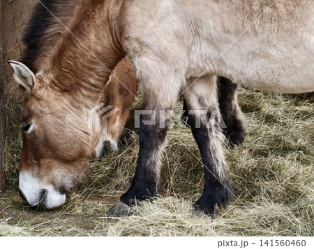 Horse grazing peacefully. Tranquil horse resting with hay and sunlight in silent rustic barn setting Horse grazing peacefully. Tranquil horse resting with hay and sunlight in silent rustic barn setting 141560460